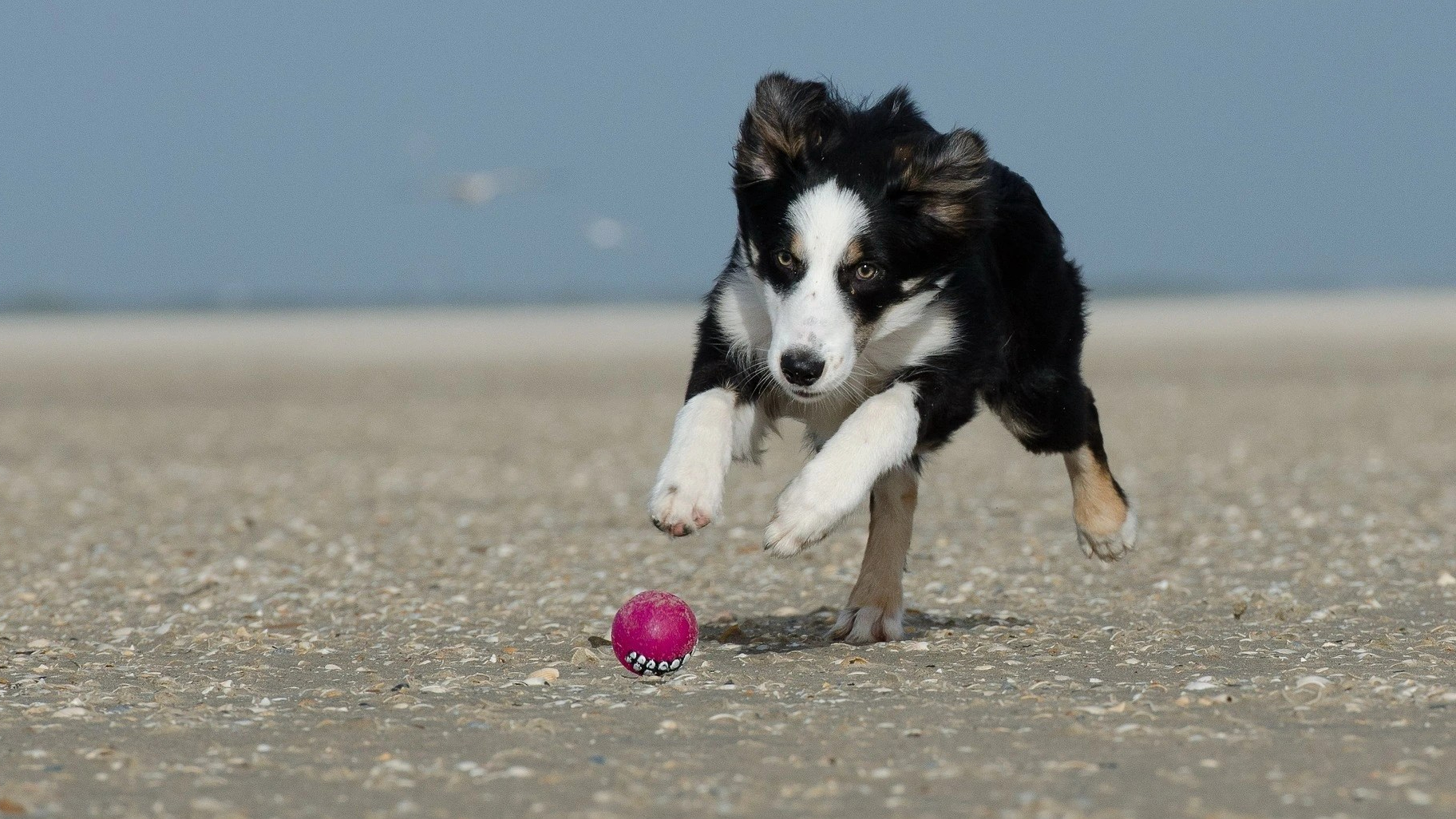 Border Collie rent achter een bal aan op het strand