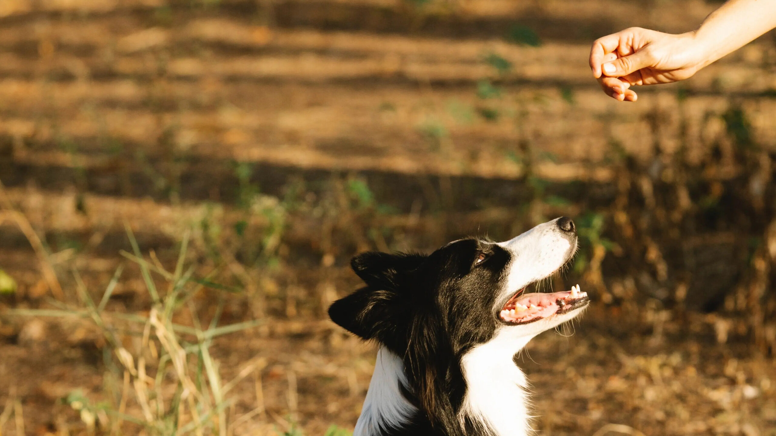 Border Collie kijkt naar hand