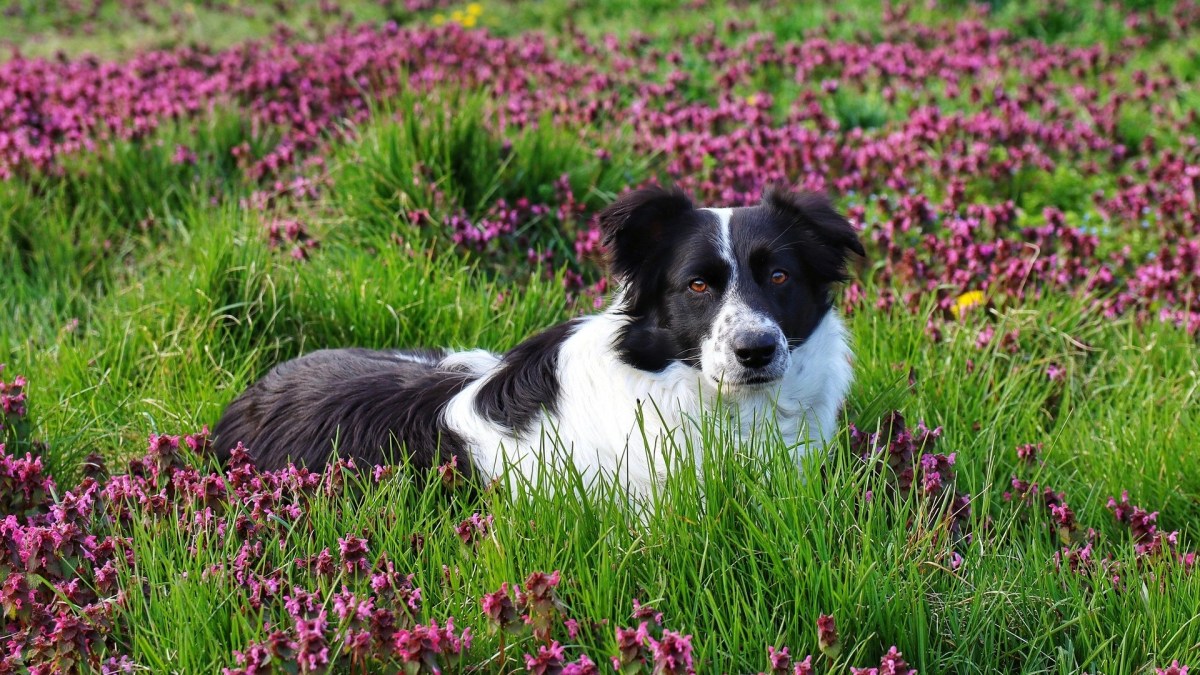 Border Collie ligt in een veld met roze bloemen