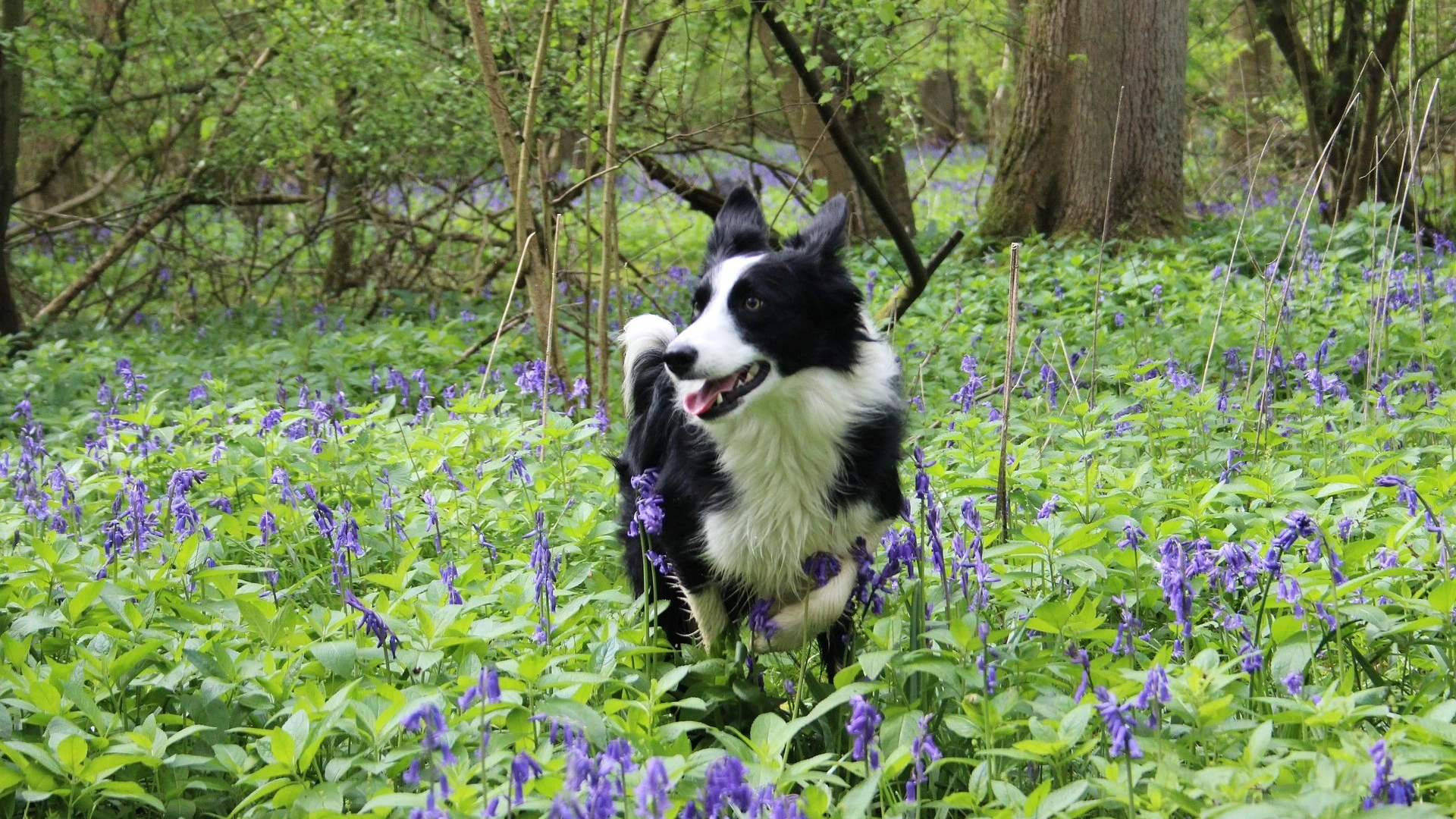 Border Collie wandelt tussen paarse bloemen