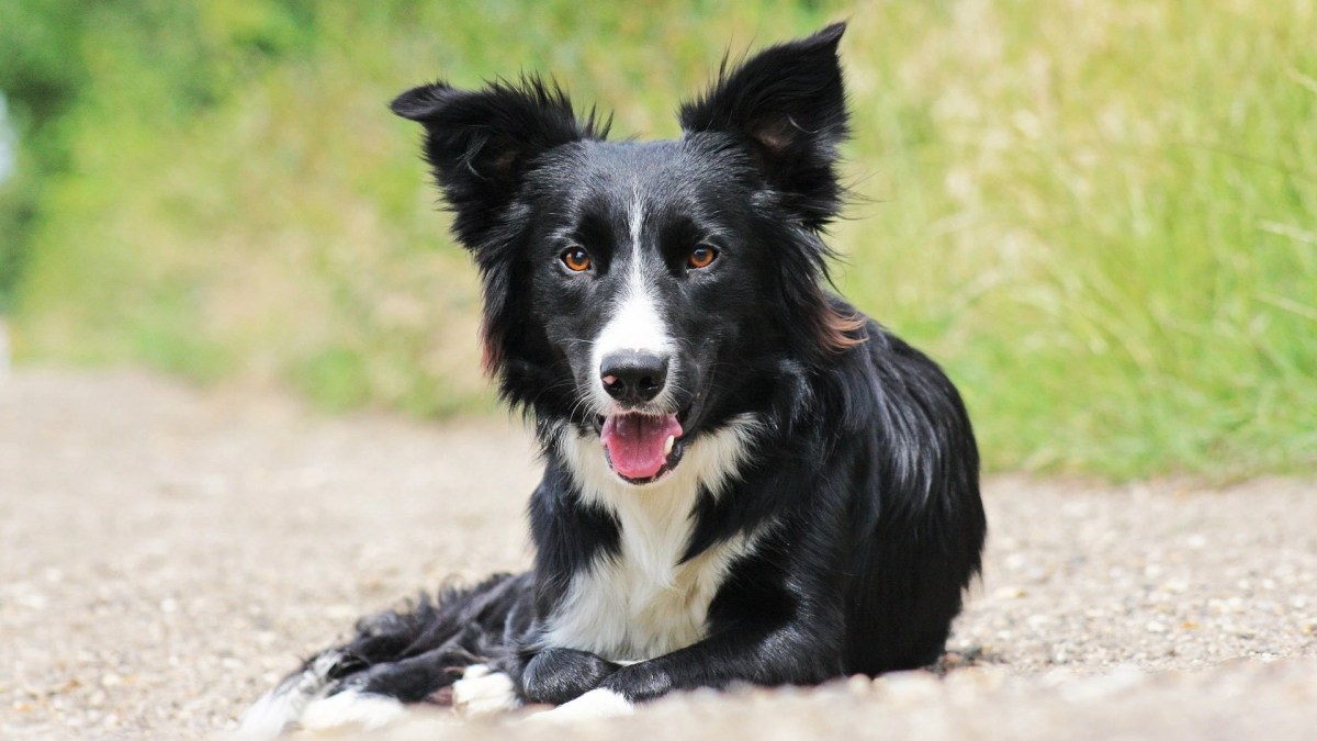 Border Collie agressief