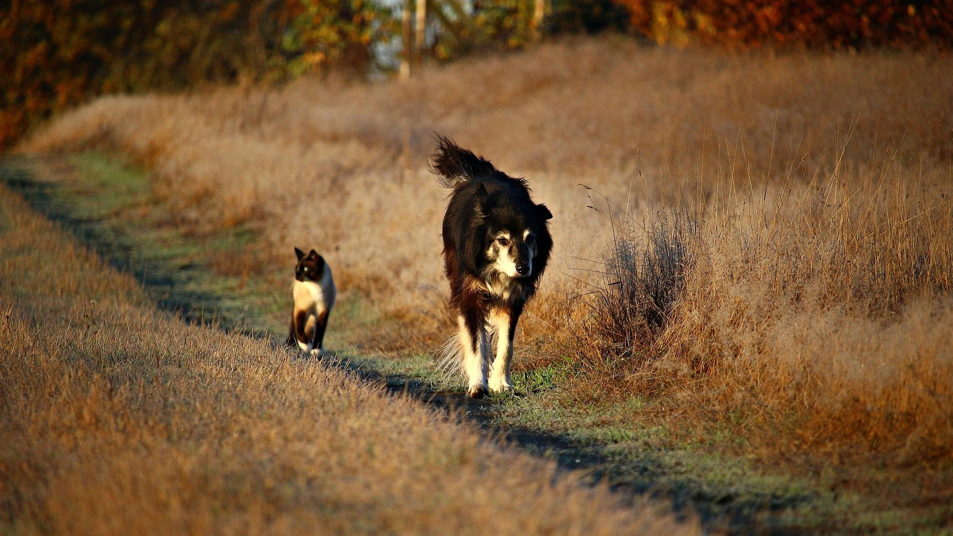 Border Collie en kat wandelen samen