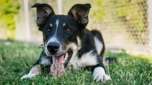 Lees meer over het artikel Alles wat je moet weten over de kortharige Border Collie
