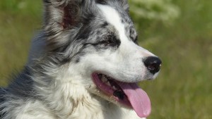 Lees meer over het artikel Border Collie Blue Merle: een uitgebreid overzicht