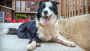 Lees meer over het artikel Eet jouw Border Collie slecht? Oorzaken, Symptomen en Oplossingen