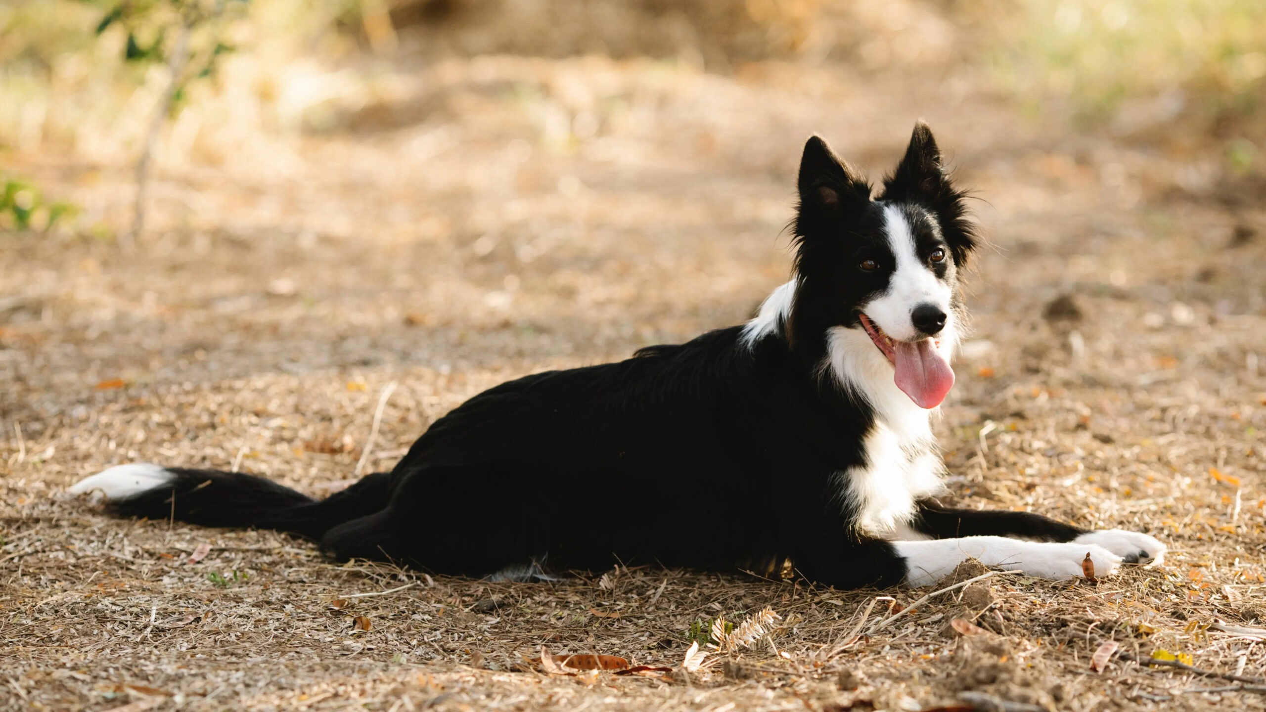 Zwart-witte Border Collie ligt op de grond