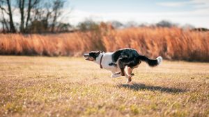Lees meer over het artikel Border Collies: hoe snel zijn ze nou echt?