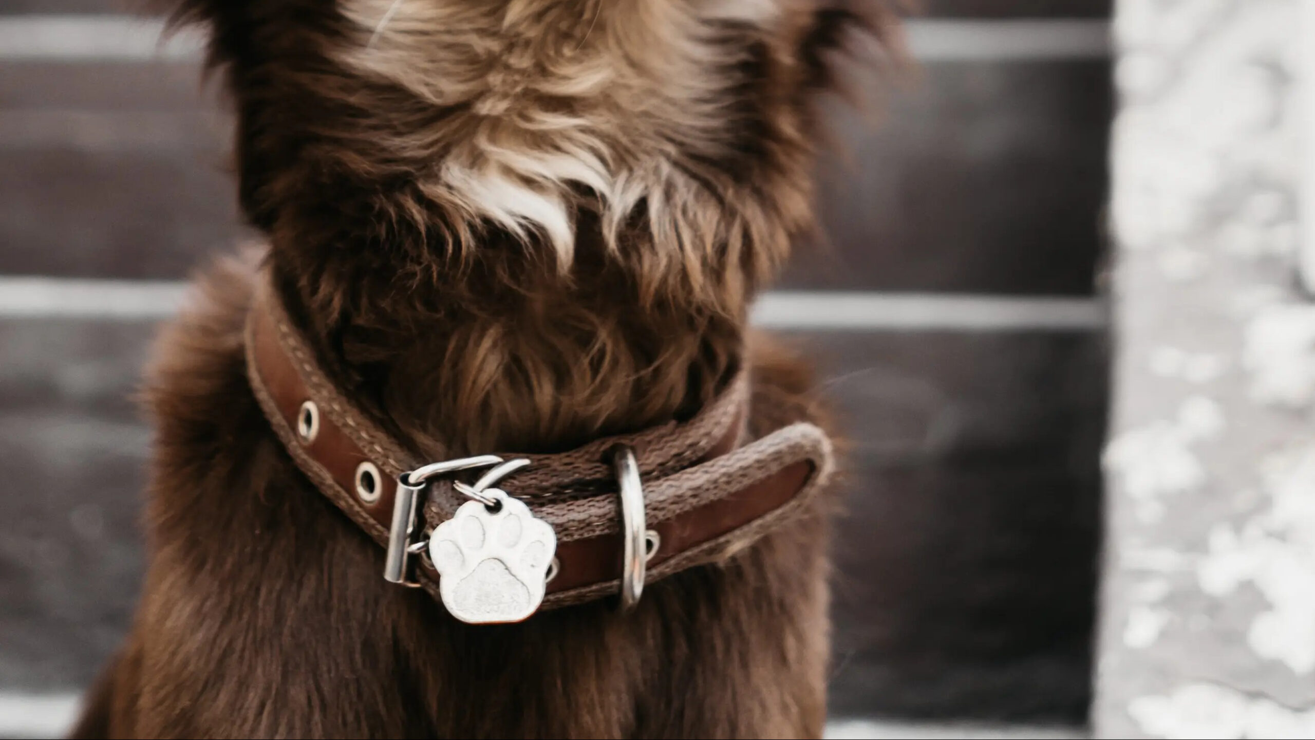 Border Collie met bruine lederen halsband