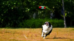 Lees meer over het artikel Frisbeeën met je Border Collie: een uitleg voor een plezierige activiteit