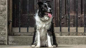 Lees meer over het artikel Is een Border Collie waaks?