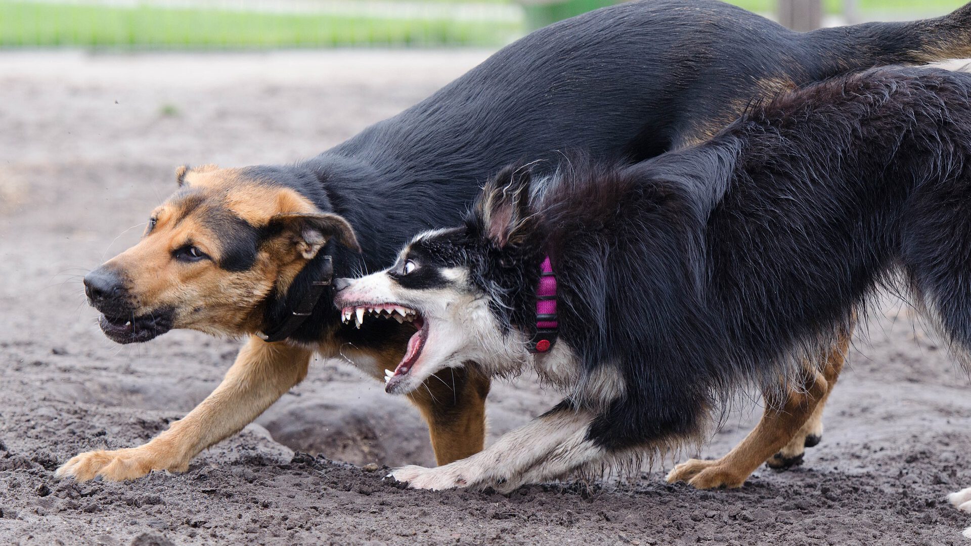 Border Collie agressief