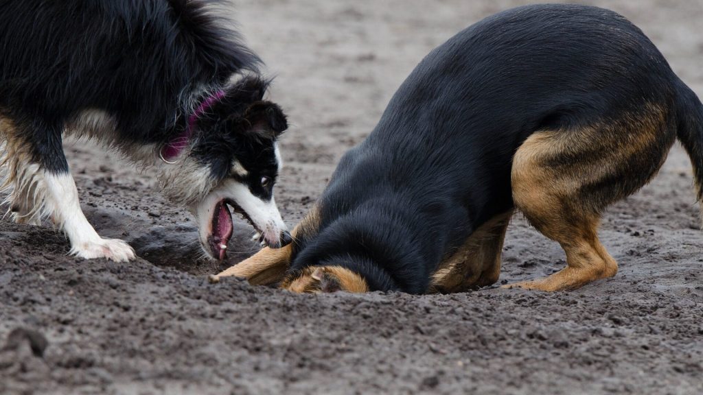 Border Collie bijt