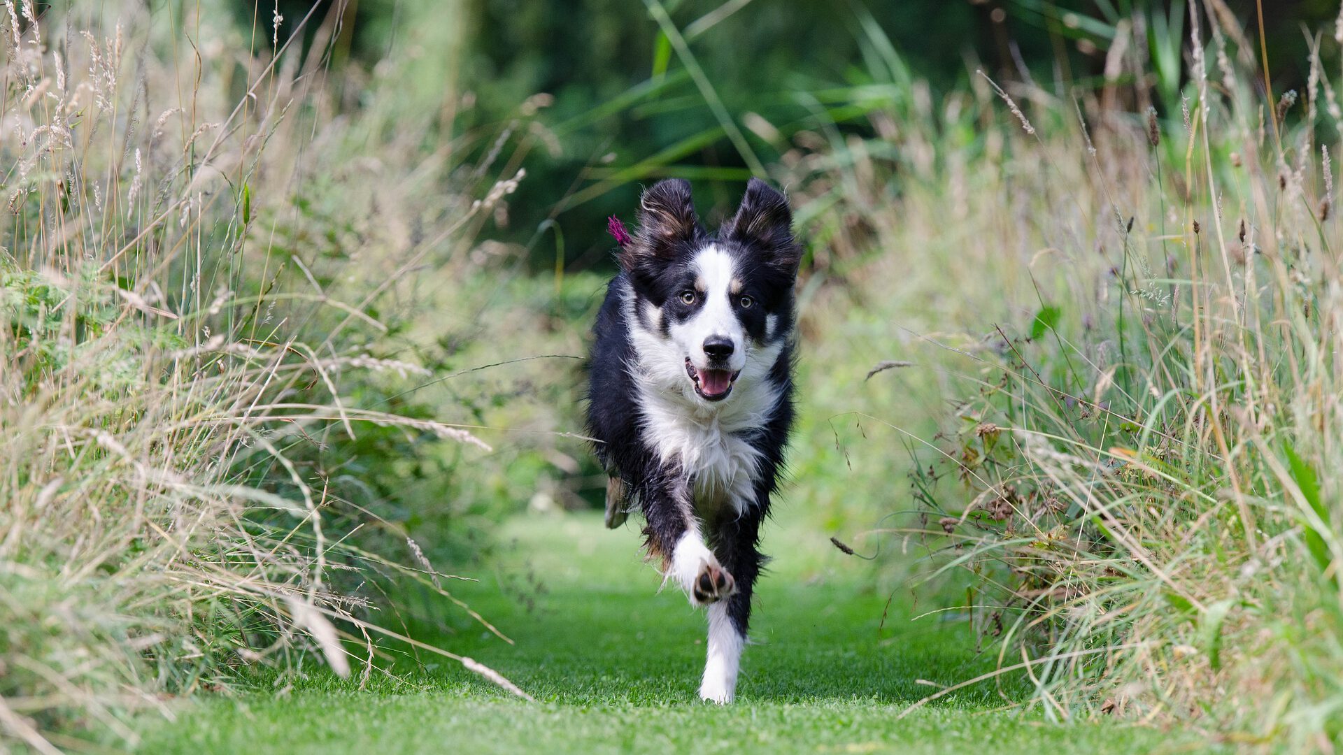 Zwart-witte Border Collie rent tussen de planten