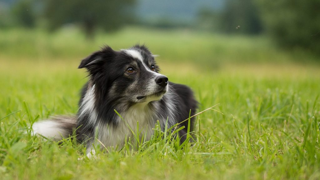 Border Collie ligt in het gras en kijkt omhoog