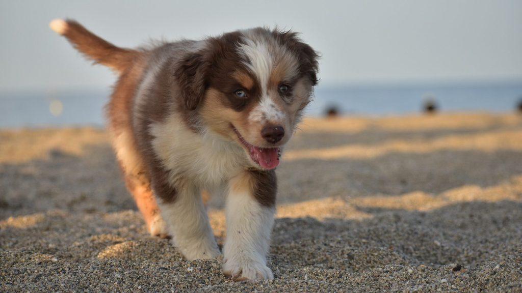 Bruin-witte Border Collie pup loopt op het strand