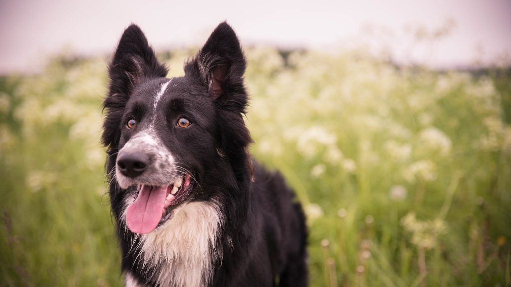 Border Collie kopen