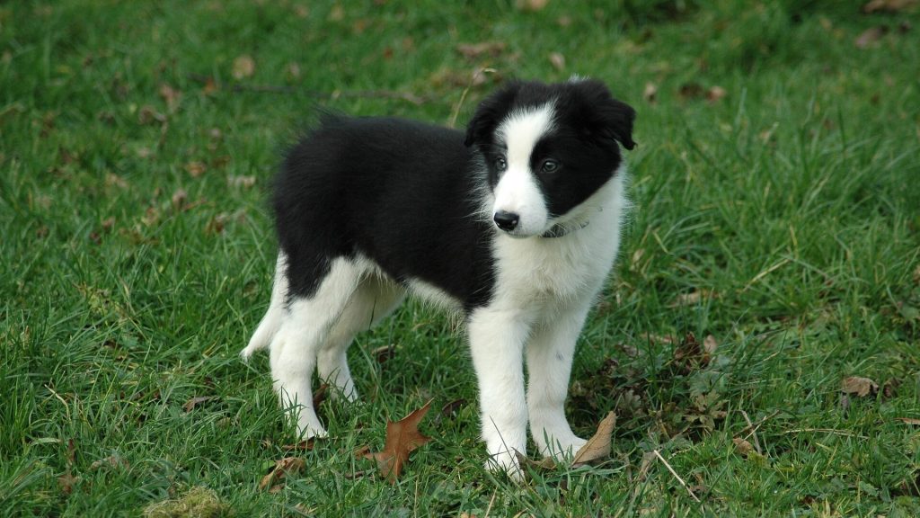 Zwart-witte Border Collie pup staat op gras