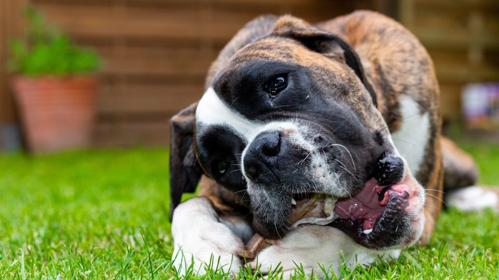 Nummer 4 middelmaat hondenrassen Boxer