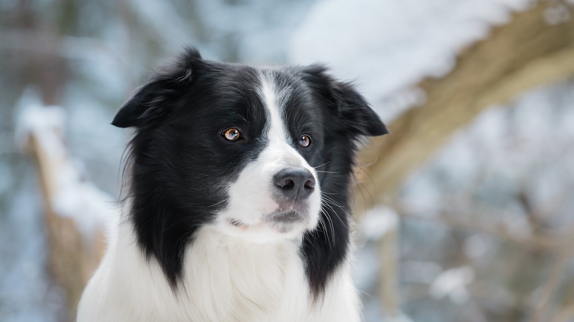 Border Collie kopen