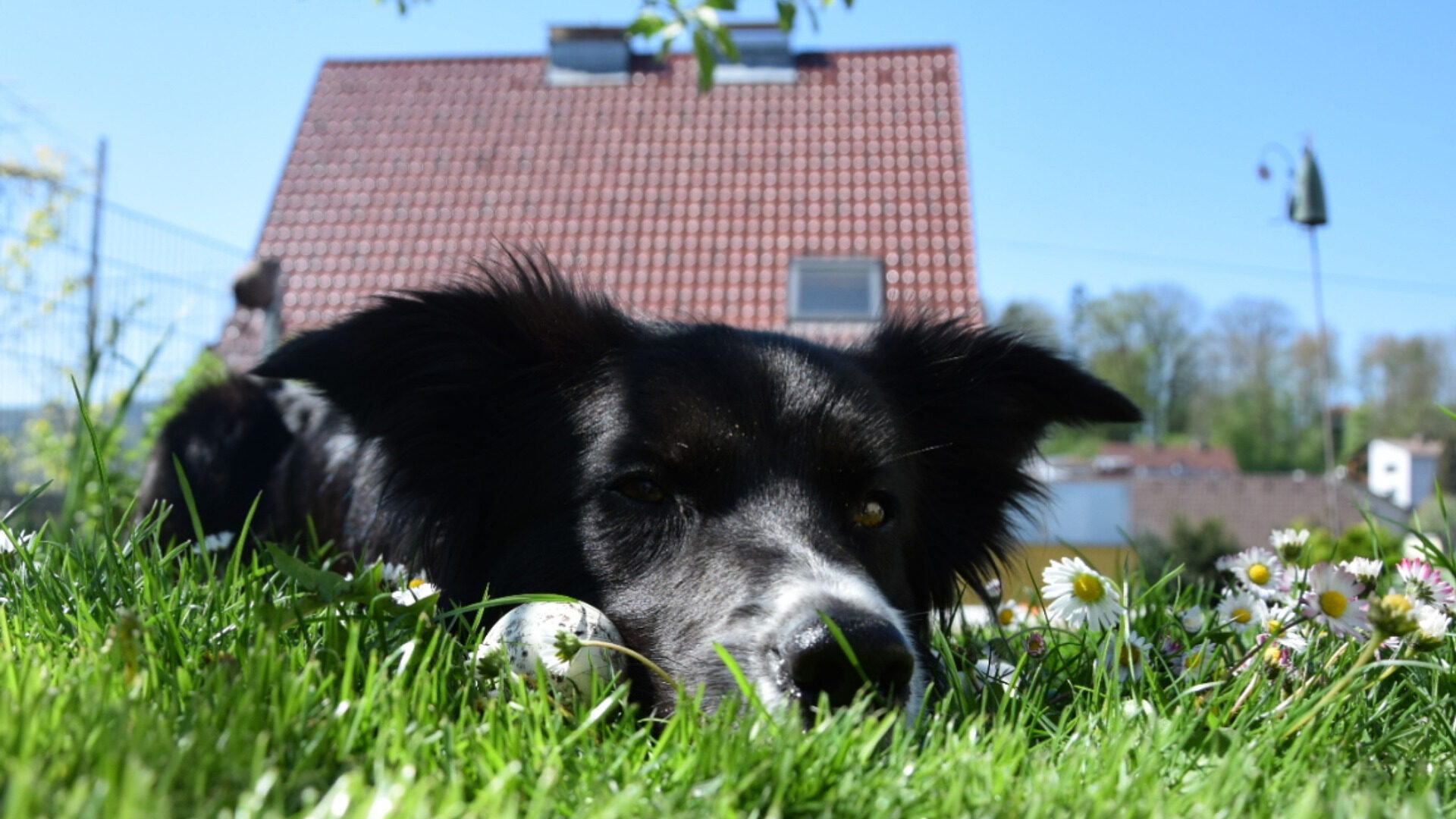 Kan een Border Collie buiten slapen?