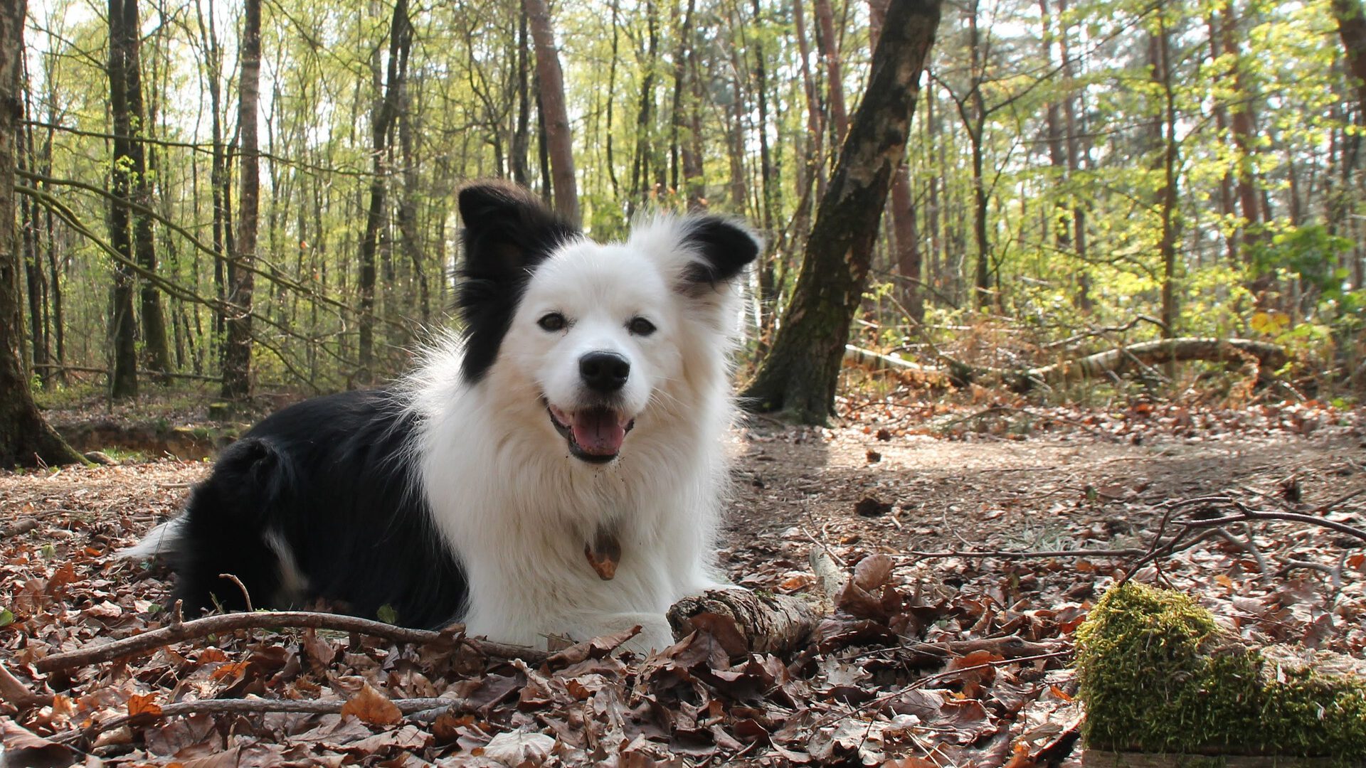 Waarom luistert mijn Border Collie niet?