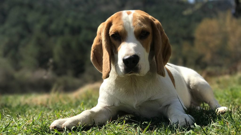 Nummer 3 middelgrote hondenrassen Beagle