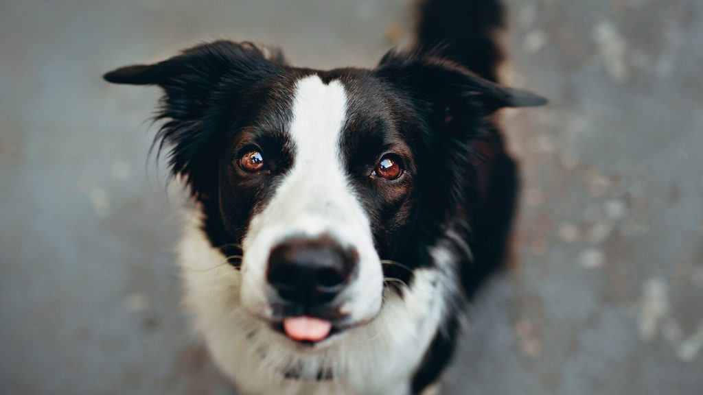 Nummer 1 middelgrote hondensoort Border Collie