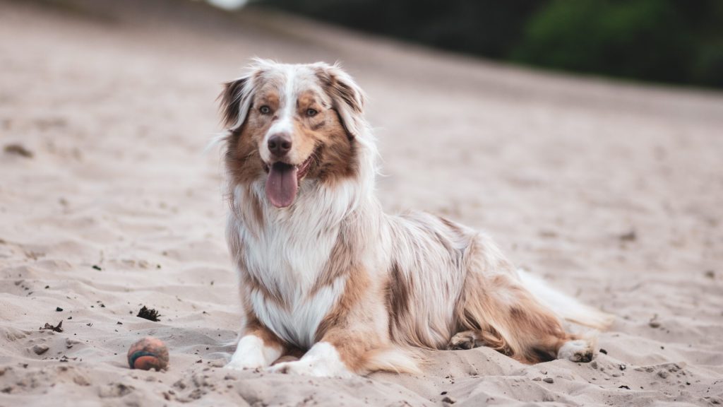 Nummer 2 middelmaat hondenrassen Australian Shepherd