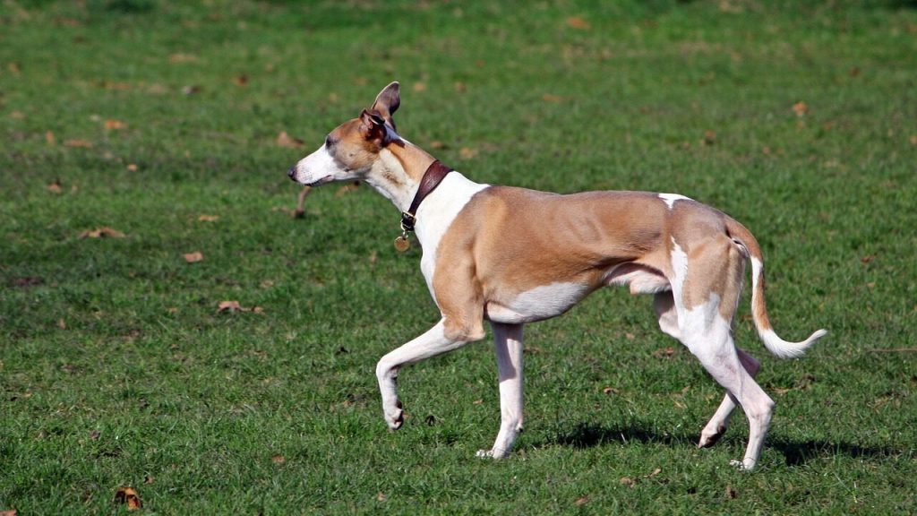 Nummer 10 middelmaat hondenrassen Whippet
